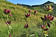 13 Genziana porporina (Gentiana purpurea)